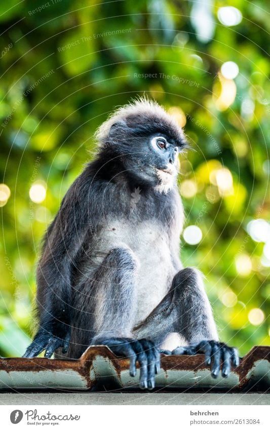 die katze, ähhh, der affe auf dem blechdach Ferien & Urlaub & Reisen Tourismus Ausflug Abenteuer Ferne Freiheit Urwald Wildtier Tiergesicht Fell Affen