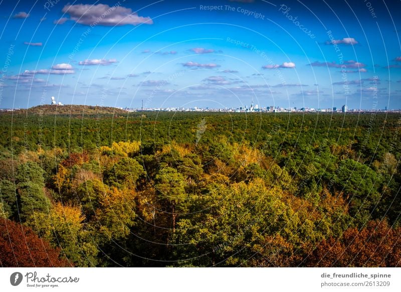 Herbst im Grunewald II Umwelt Natur Landschaft Pflanze Himmel Sonne Klima Wetter Schönes Wetter Baum Wald Berge u. Gebirge Karlsberg Teufelsberg Berlin