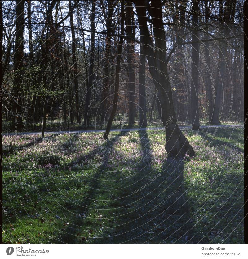 Linienführung. Umwelt Natur Sonnenlicht Frühling Schönes Wetter Pflanze Baum Blume Gras Park authentisch frei schön Wärme Stimmung Farbfoto Außenaufnahme