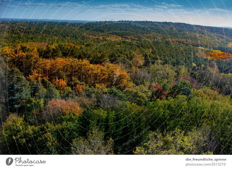 Herbst im Grunewald Umwelt Natur Landschaft Pflanze Himmel Sonne Wetter Schönes Wetter Baum Wald Berge u. Gebirge Karlsberg Berlin Deutschland Europa Hauptstadt