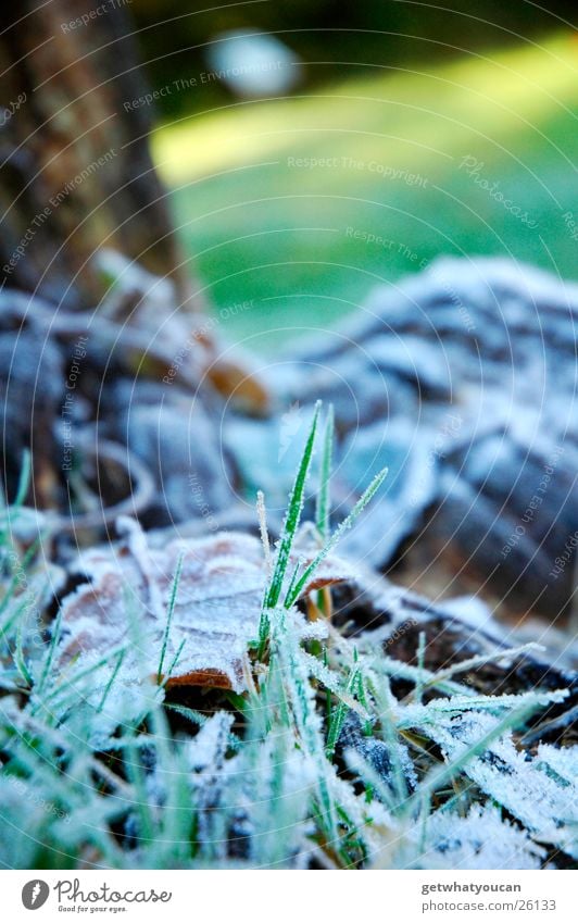 Kalter Schauer Gras Park Winter Herbst weiß Blatt kalt Baum Holz Licht Unschärfe Rasen Frost Schatten Bodenbelag