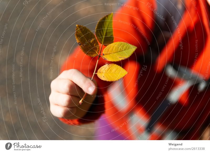 Herbstglück III harmonisch Erntedankfest Kindererziehung Kindergarten Mädchen Kindheit 1 Mensch 3-8 Jahre stehen natürlich gelb orange Freude Glück Fröhlichkeit