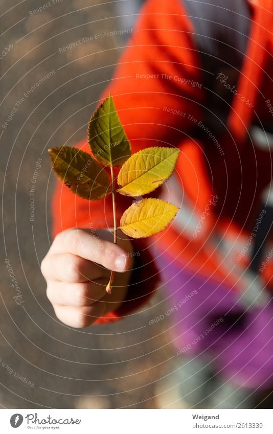 Herbstglück IIII Sinnesorgane Kind Mädchen Junge Junge Frau Jugendliche berühren gelb Akzeptanz Vertrauen Sicherheit Schutz Geborgenheit Menschlichkeit