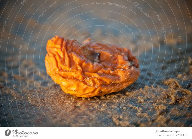 schrumpelig Strand Meer Wärme schrumplig Sand Sandstrand Frucht schrullig Orangenhaut orange braun Abendsonne Warmes Licht Detailaufnahme Südfrüchte