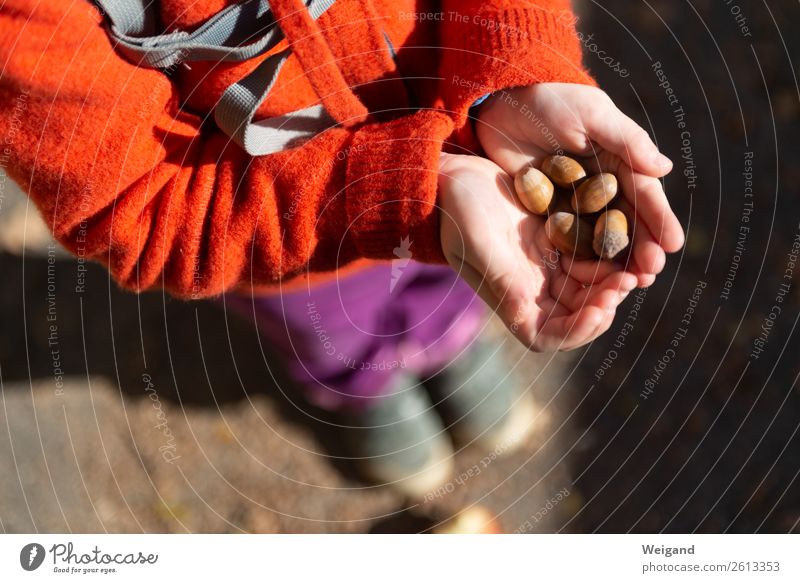 Eicheln Kindergarten Herbst Park Feld Wald Vertrauen reif Sammlung Spaziergang Hand Schatz Ernte Farbfoto Außenaufnahme Textfreiraum unten