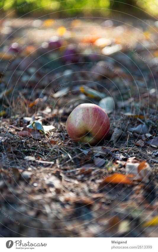 Erntedank Lebensmittel Frucht Apfel Zufriedenheit Sinnesorgane Erholung Baum rot Erntedankfest Bioprodukte Slowfood reif Boskop Farbfoto Textfreiraum oben