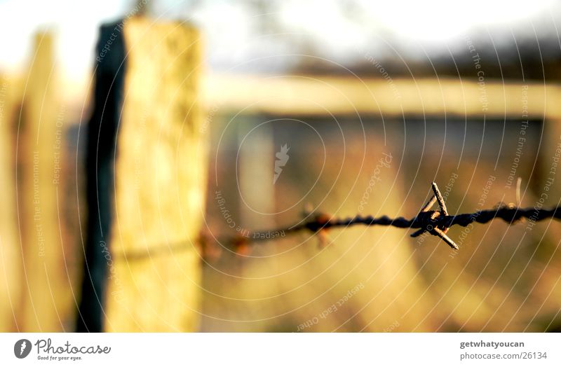 Auf Draht Zaun Stacheldraht Licht schön Physik Wiese Hügel Unschärfe nah Sträucher Holzbrett Herbst Sonne Abend Wärme Weide Himmel