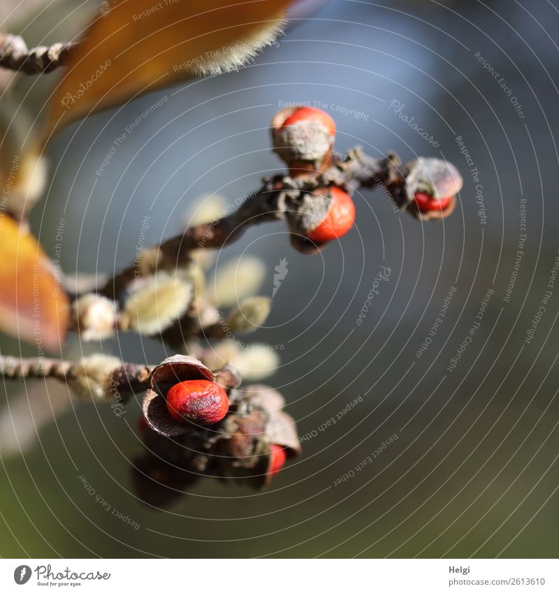 Knospen, Blätter und Früchte gleichzeitig an Zweigen der Sternmagnolie Umwelt Natur Pflanze Herbst Schönes Wetter Sträucher Blatt Stern-Magnolie Blütenknospen