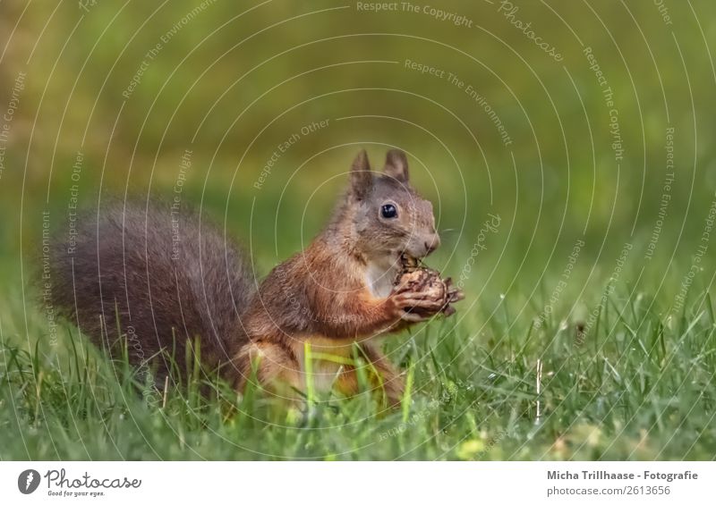 Fressendes Eichhörnchen auf der Wiese Frucht Walnuss Natur Tier Sonnenlicht Schönes Wetter Gras Wildtier Tiergesicht Fell Krallen Pfote Nagetiere 1 Essen