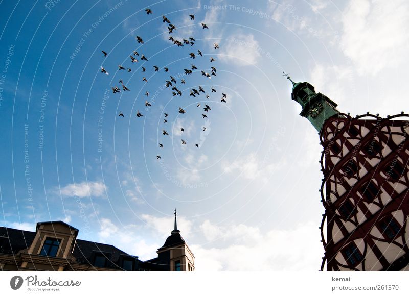 Ausschwärmen Umwelt Tier Himmel Wolken Sonnenlicht Schönes Wetter Haus Bauwerk Gebäude Fachwerkhaus Fachwerkfassade Fassade Fenster Uhrenturm Turm Wildtier