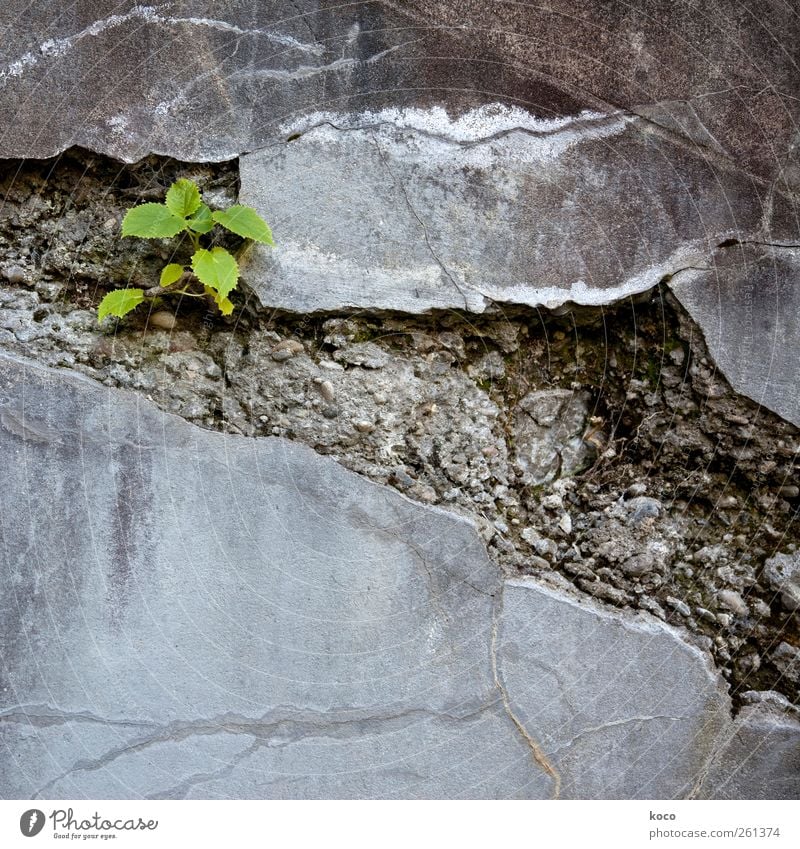 Unter den Pflastern ... Umwelt Natur Pflanze Erde Frühling Sommer Blatt Grünpflanze Wildpflanze Mauer Wand Straße Wege & Pfade Stein Beton Wachstum Armut