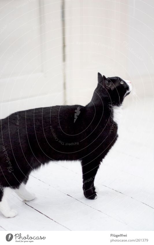 Samtpfoten Haustier Katze 1 Tier beobachten Hauskatze Neugier Blick weiß Pfote Ohr warten hell Parkett Farbfoto Gedeckte Farben Innenaufnahme Textfreiraum oben