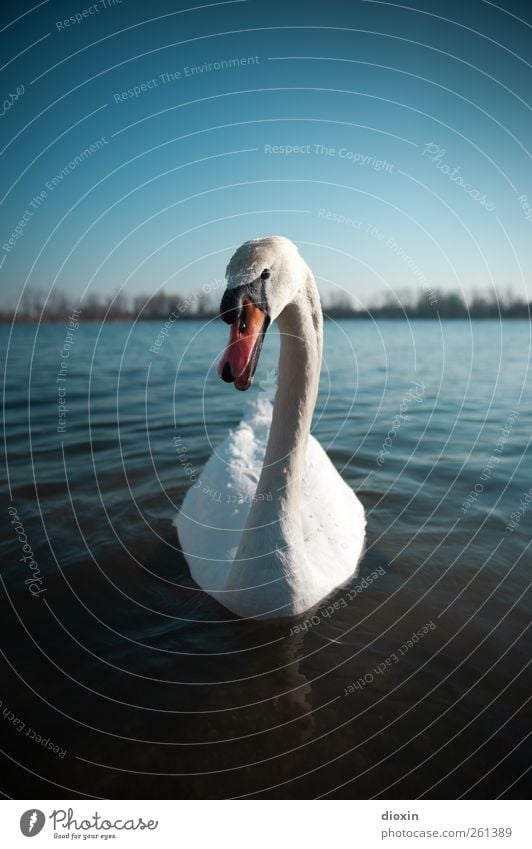 Cygnus olor Umwelt Natur Wasser Himmel Wolkenloser Himmel Schönes Wetter Seeufer Tier Wildtier Vogel Schwan Schnabel Schwanenhals 1 Blick Schwimmen & Baden