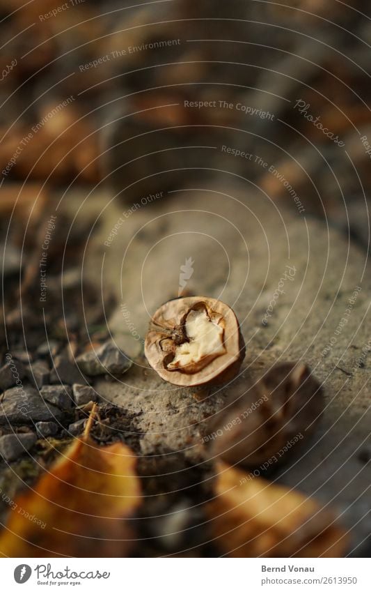 halboffen Umwelt Natur Herbst Wetter Feld hell Walnuss Frucht Ernte Schalenfrucht Stein Blatt braun Essen Herz Farbfoto Außenaufnahme Menschenleer Tag Licht