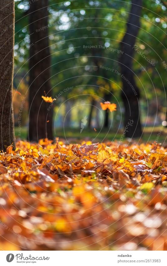 Herbst Stadtpark Sonne Garten Umwelt Natur Landschaft Pflanze Baum Blatt Park Wald hell natürlich gelb gold grün Farbe Hintergrund Unschärfe farbenfroh fallen