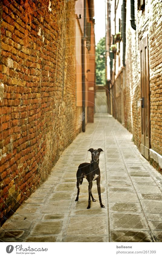 Was guckst Du? Ferien & Urlaub & Reisen Venedig Italien Stadt Stadtzentrum Bauwerk Architektur Mauer Wand Fassade Tür Wege & Pfade Tier Haustier Hund 1 Stein