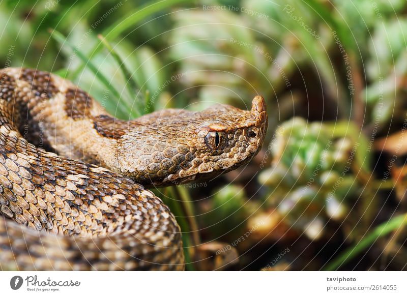 Nahaufnahme der schönen und gefährlichen europäischen Nasenhörnchen-Viper Natur Tier Sand Schlange groß gruselig natürlich wild braun Angst Europäer Natter