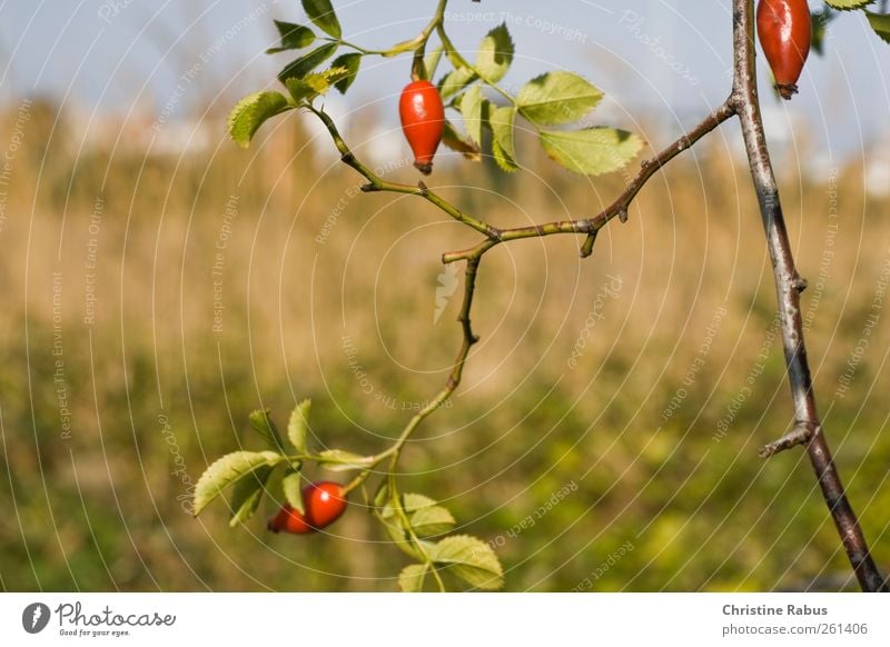 Hagebutten Lebensmittel Frucht Ernährung Tee Erfrischungsgetränk Heißgetränk harmonisch Wohlgefühl Erholung Ausflug Herbst Natur Pflanze Schönes Wetter