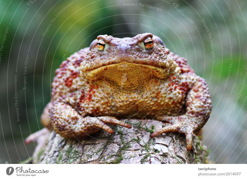 süßer Bufo auf Stumpf Körper Haut Leben Garten Erwachsene Natur Tier Gras Wald nass natürlich wild braun grün Farbe Unke hässlich Frosch allgemein Amphibie