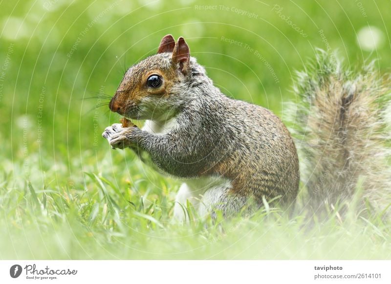 süßes graues Eichhörnchen im Gras Essen schön Garten Natur Tier Park Wald Pelzmantel Wildtier füttern sitzen klein lustig natürlich niedlich wild braun grün