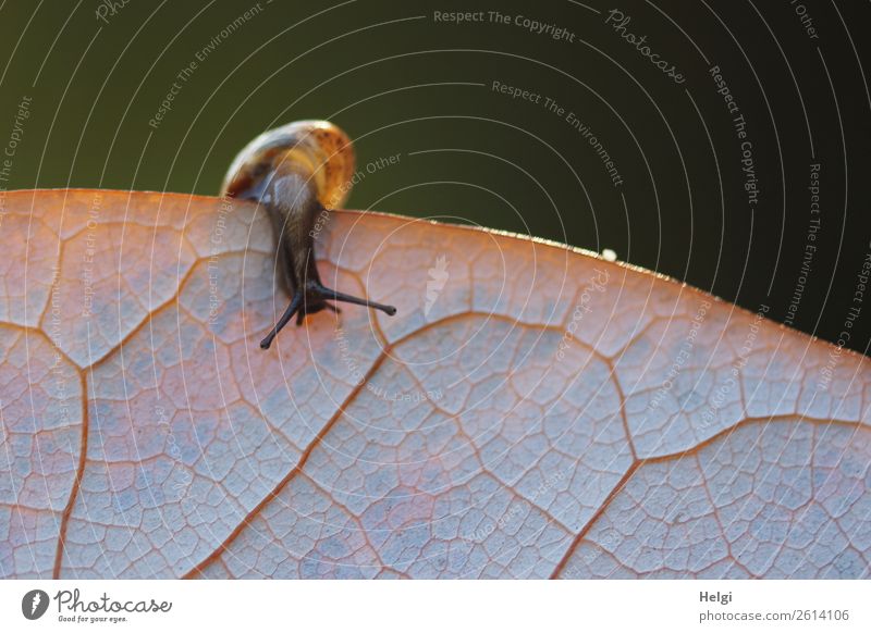 sie gibt nicht auf ... Umwelt Natur Pflanze Tier Sonnenlicht Herbst Blatt Park Schnecke 1 Tierjunges festhalten außergewöhnlich einzigartig klein natürlich