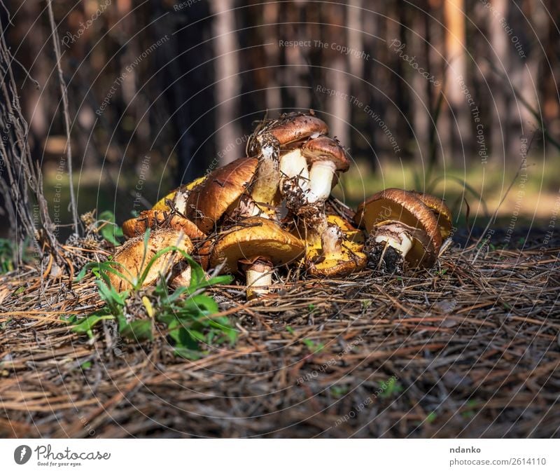 Waldpilze Suillus luteus Gemüse Ernährung Vegetarische Ernährung Natur Pflanze Baum Gras Wiese frisch wild braun Ferien & Urlaub & Reisen Pilz Luteus Glätte