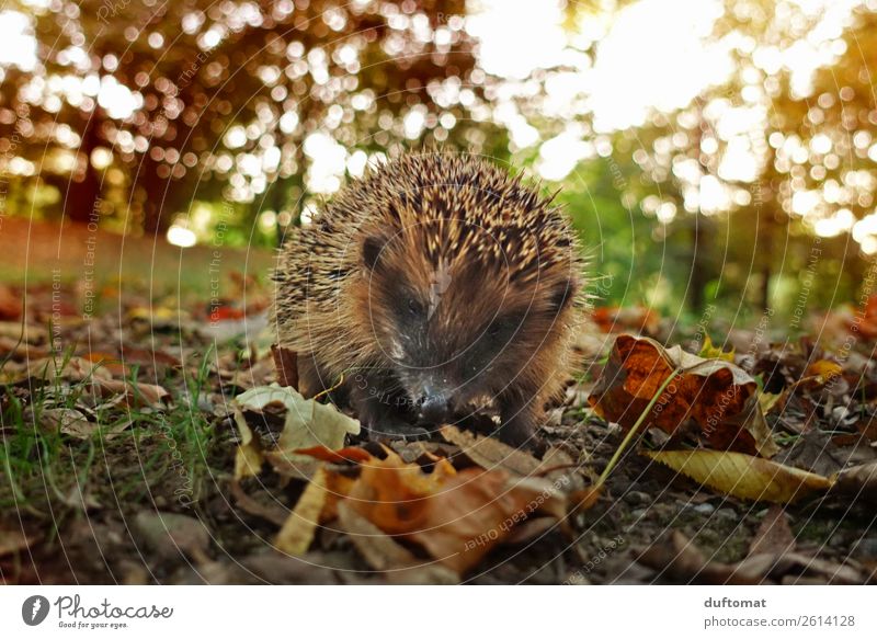 Nicht streicheln! Ernährung Slowfood Jagd Umwelt Natur Pflanze Tier Sonnenlicht Herbst Sträucher Blatt Garten Park Wiese Feld Wald Wildtier Igel Hedgehog 1