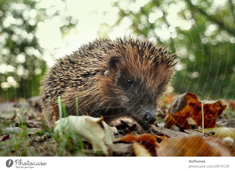 Sammler und Jäger Natur Tier Erde Wildtier Igel Stachel 1 Fressen frieren niedlich braun Schüchternheit gefräßig Herbst Autumn stachelig Blatt Boden Park Gras