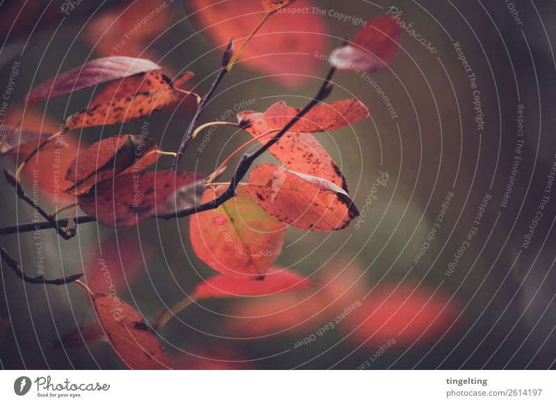 Herbst Umwelt Natur Pflanze Baum Blatt Wald hängen verblüht dehydrieren braun rot schwarz Ast Zweige u. Äste Farbfoto Gedeckte Farben Außenaufnahme