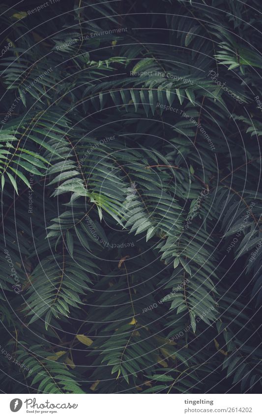 Urwald Umwelt Natur Pflanze Blatt Grünpflanze Wildpflanze exotisch Feld atmen grün Hintergrundbild dunkel Unterholz Palme Farbfoto Gedeckte Farben Außenaufnahme