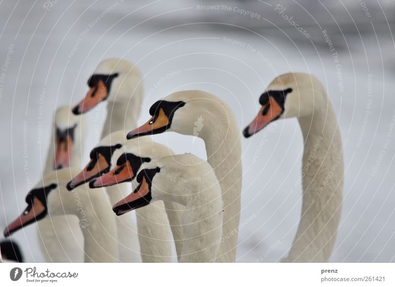 meeting Umwelt Natur Tier Vogel Schwan Tiergruppe Blick stehen Neugier grau weiß Hals Kopf Verabredung Farbfoto Außenaufnahme Tag Schwache Tiefenschärfe