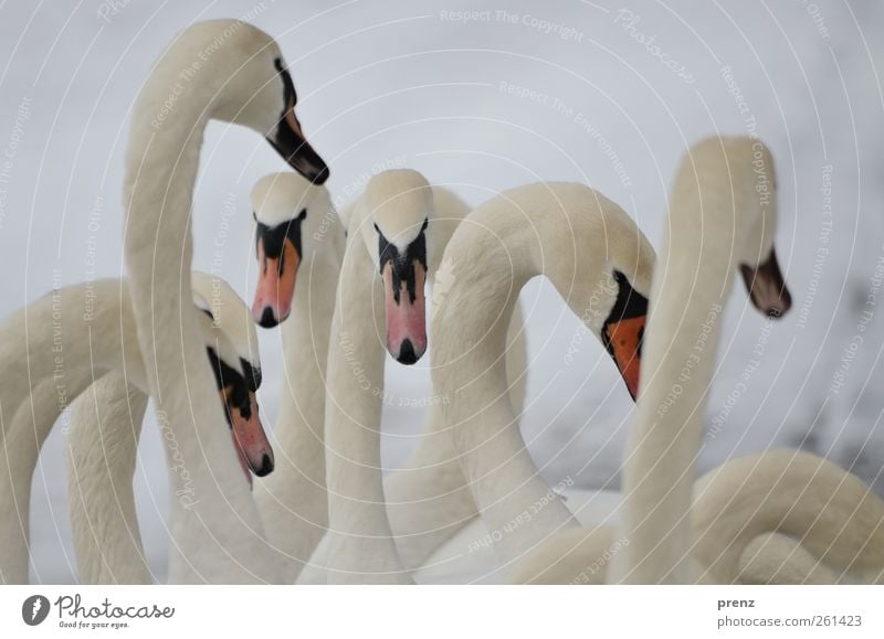 schwäne Natur Tier Wildtier Vogel Schwan Tiergruppe stehen grau weiß Hals Kopf Winter Farbfoto Außenaufnahme Menschenleer Textfreiraum oben Tag