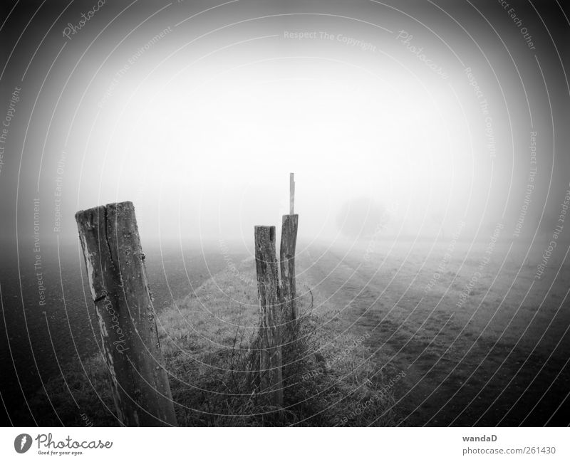 ________________ Natur Landschaft Erde Luft Himmel Schönes Wetter Nebel Wiese Feld Holz ästhetisch fantastisch frei frisch grau schwarz weiß Stimmung ruhig