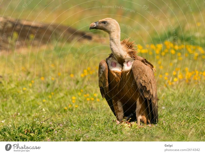 Porträt eines jungen Geiers in der Natur Gesicht Zoo Tier Vogel alt stehen groß natürlich stark wild blau braun schwarz weiß Tierwelt Aasfresser Schnabel Kopf