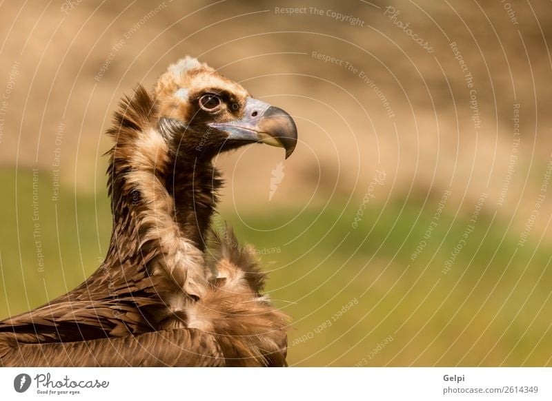 Porträt eines Mönchsgeiers in der Natur Gesicht Zoo Tier Vogel alt stehen groß natürlich stark wild blau braun schwarz weiß Tierwelt Geier Aasfresser Schnabel