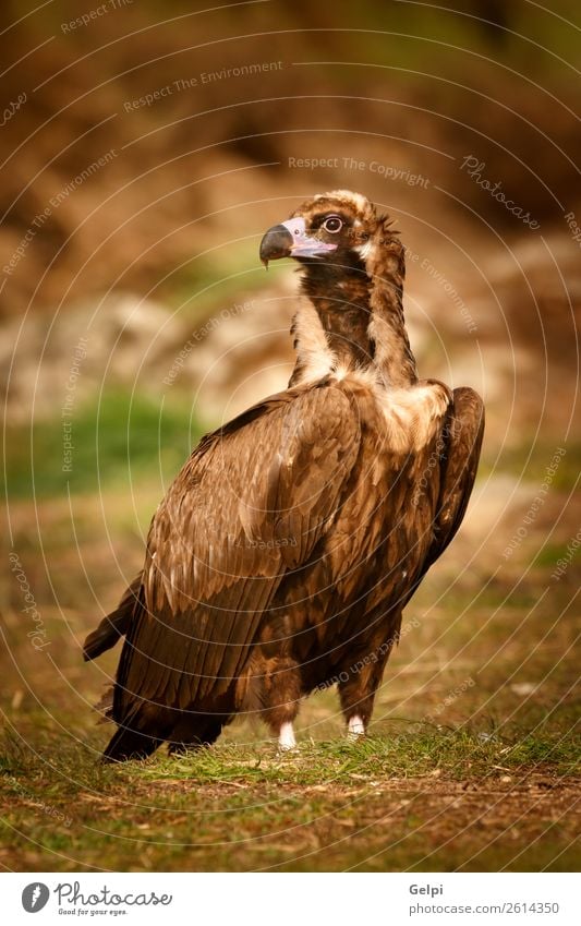 Der majestätische Wildgeier in seinem Lebensraum Gesicht Zoo Natur Tier Vogel alt stehen groß natürlich stark wild blau braun schwarz weiß Tierwelt Geier