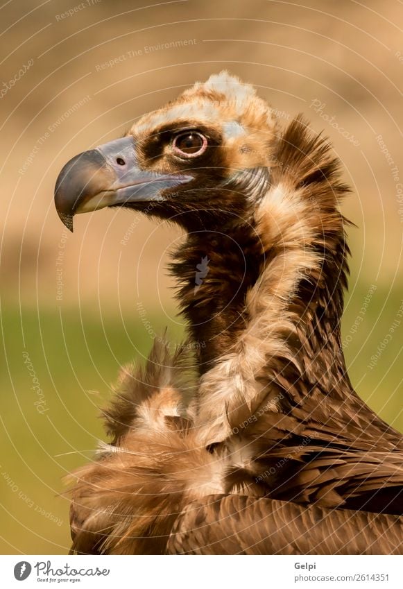 Porträt eines Mönchsgeiers in der Natur Gesicht Zoo Tier Vogel alt stehen groß natürlich stark wild blau braun schwarz weiß Tierwelt Geier Aasfresser Schnabel