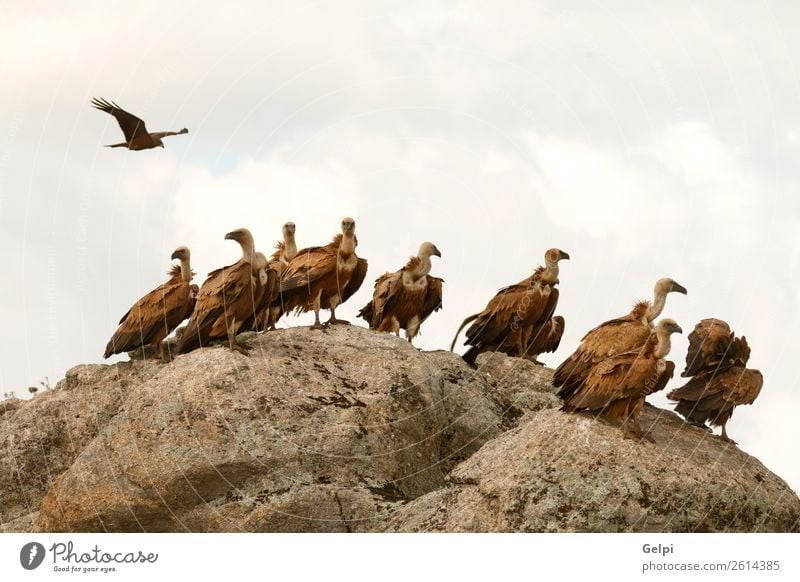 Geier auf einem großen Felsen mit dem bewölkten Himmel im Hintergrund. Gesicht Menschengruppe Zoo Natur Tier Vogel Stein alt stehen natürlich stark wild blau