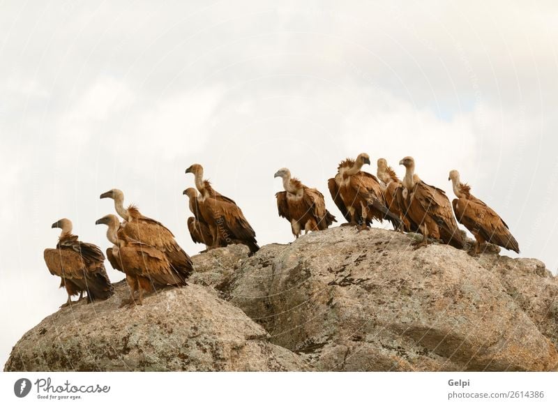 Geier auf einem großen Felsen mit dem bewölkten Himmel im Hintergrund. Gesicht Menschengruppe Zoo Natur Tier Vogel Stein alt stehen natürlich stark wild blau