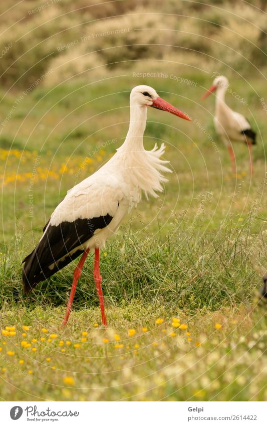 Eleganter Weißstorch beim Wandern auf dem Feld elegant schön Freiheit Paar Erwachsene Natur Tier Wind Blume Gras Vogel fliegen lang wild blau grün rot schwarz