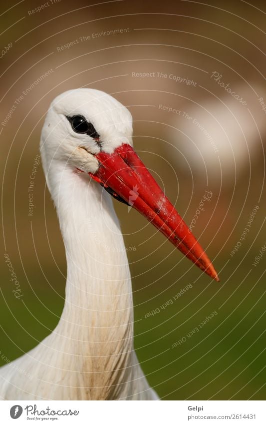 Eleganter Weißstorch beim Wandern auf dem Feld elegant schön Freiheit Paar Erwachsene Natur Tier Wind Blume Gras Vogel fliegen lang wild blau grün rot schwarz