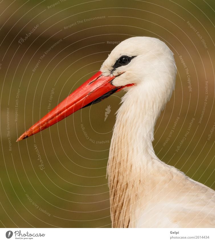 Porträt eines eleganten Storches auf natürlichem Hintergrund schön Freiheit Paar Erwachsene Natur Tier Wind Blume Gras Vogel fliegen lang wild blau grün rot