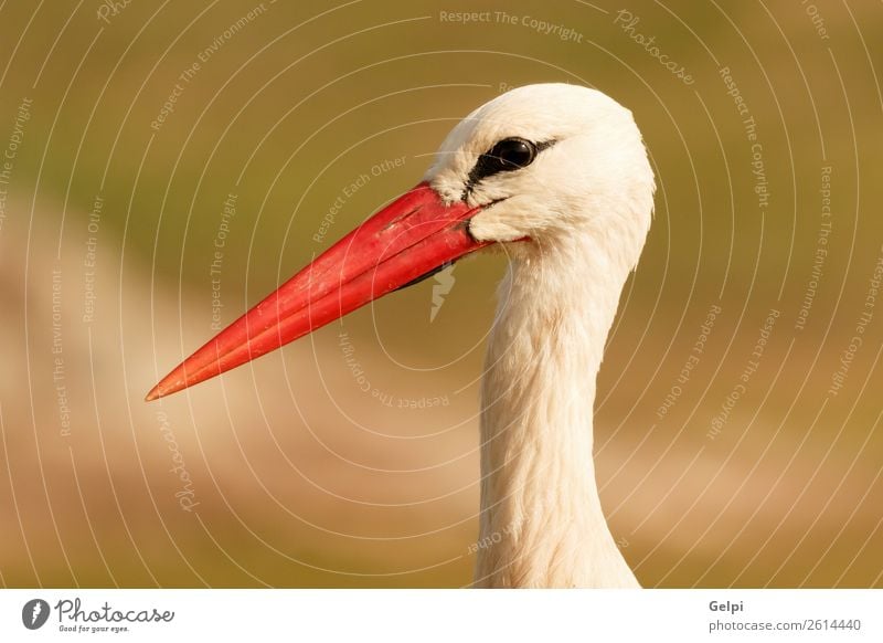 Porträt eines eleganten Storches auf natürlichem Hintergrund schön Freiheit Paar Erwachsene Natur Tier Wind Blume Gras Vogel fliegen lang wild blau grün rot