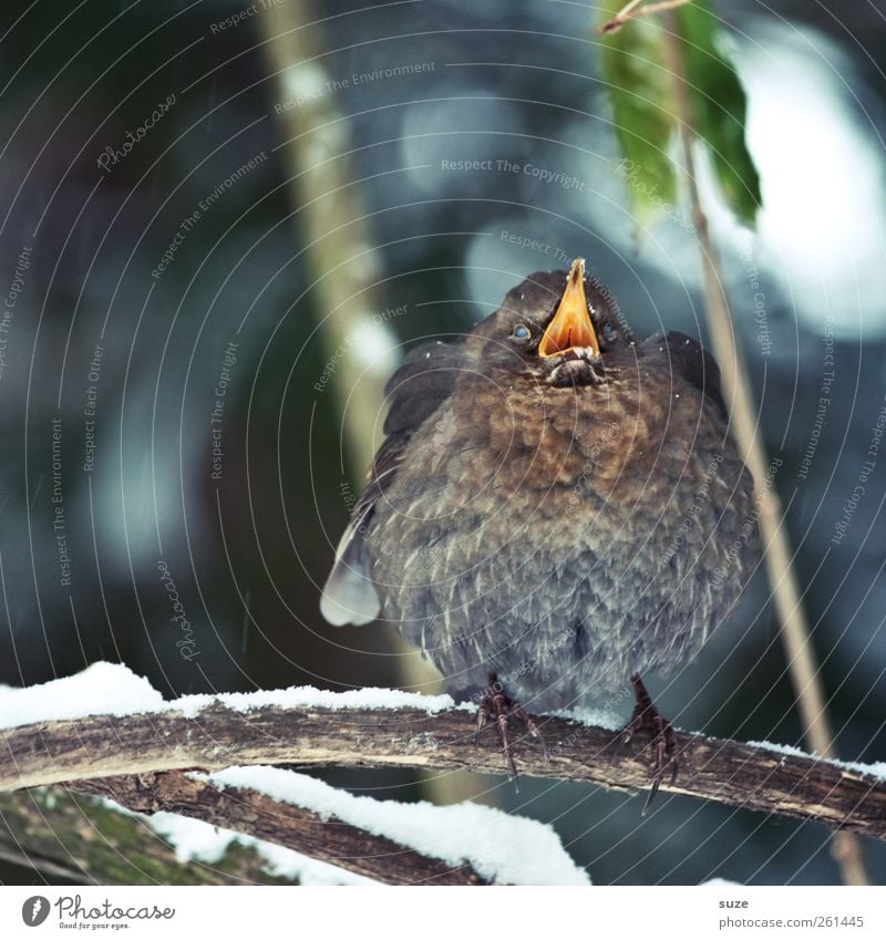 Mamaaahaa Umwelt Natur Tier Winter Schnee Wildtier Vogel 1 Tierjunges schreien authentisch dick lustig niedlich Amsel Ast Zweig Feder Schnabel Schreihals