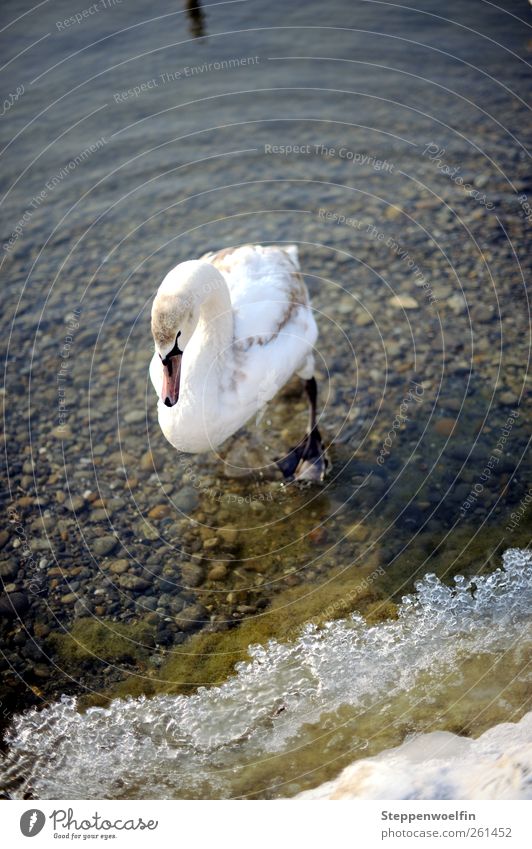 stapfender Schwan. Jungschwan. Tier Flügel 1 Tierjunges Stein Wasser Tropfen gehen Schwimmen & Baden braun grau weiß Wellenform Seeufer Küste Winter Eis kalt