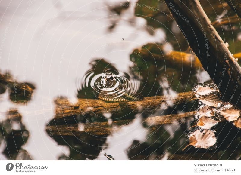 Wasserschlange Natur Herbst Sträucher Blatt Wildpflanze Wellen Seeufer Flussufer Tier Wildtier Schlange Tiergesicht Schuppen 1 Holz Schwimmen & Baden stehen