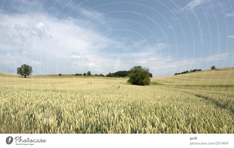 rural pictorial agriculture scenery at summer time Lebensmittel Getreide harmonisch Sommer Landwirtschaft Forstwirtschaft Landschaft Baum Gras Sträucher Wiese