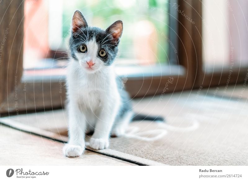 Süßes Baby Katzenporträt zu Hause Tier Haustier Tiergesicht Tierjunges sitzen klein lustig niedlich grau weiß Katzenbaby Hintergrund heimisch reizvoll Tabby