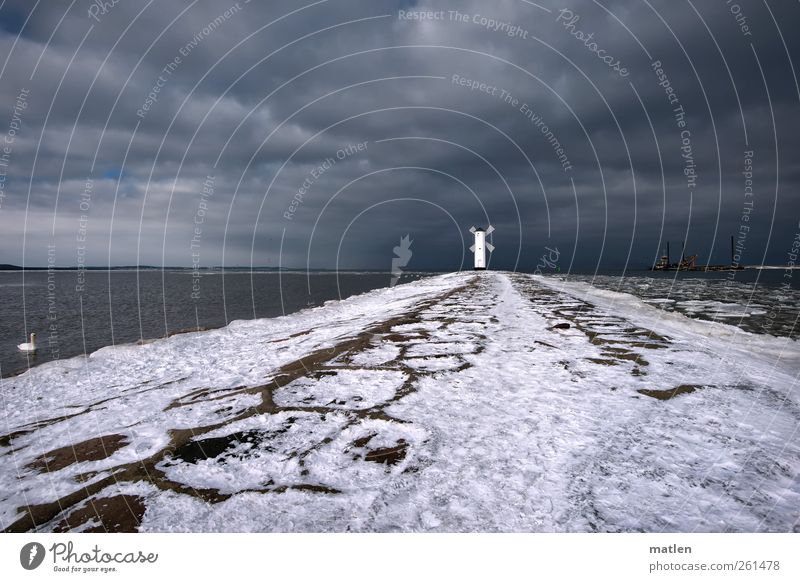 Mole Gewitterwolken Winter Wetter Schnee Küste Ostsee Menschenleer Hafen Schifffahrt Schwan 1 Tier dunkel grau weiß Bake Seezeichen Gedeckte Farben