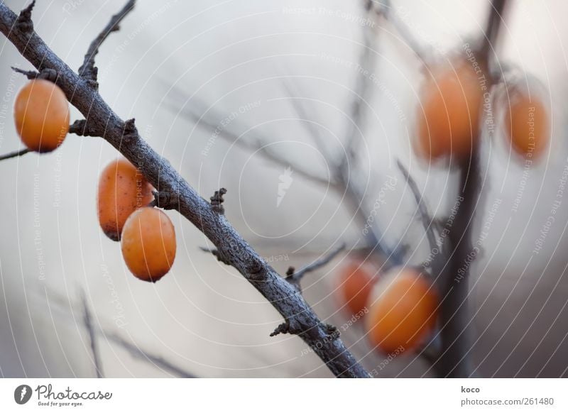 Vitamin C Umwelt Natur Pflanze Herbst Winter Nebel Sträucher Sanddorn Frucht Holz hängen Wachstum bedrohlich dunkel sauer Spitze stachelig braun gelb grau rot